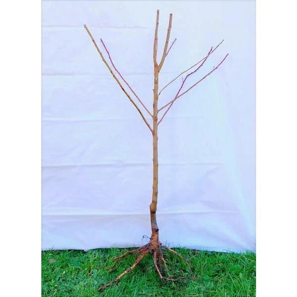 Dwarf Moorpark Apricot Tree – 2-Year-Old Bare Root (3–4 ft), Self-Pollinating, Cold Hardy