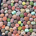 Mixed Succulent Plant Seeds - 100pcs Living Stones Lithops Seeds, Drought-Tolerant Varieties, Perfect for Gardens and Containers