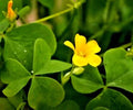 Yellow Wood Sorrel Seeds - 100+ Organic Lemon Clover Seeds (Oxalis stricta) - 3/25 Harvest