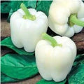 White Bell Pepper Seeds - 120+ Heirloom Organic Non-GMO - Rare Variety