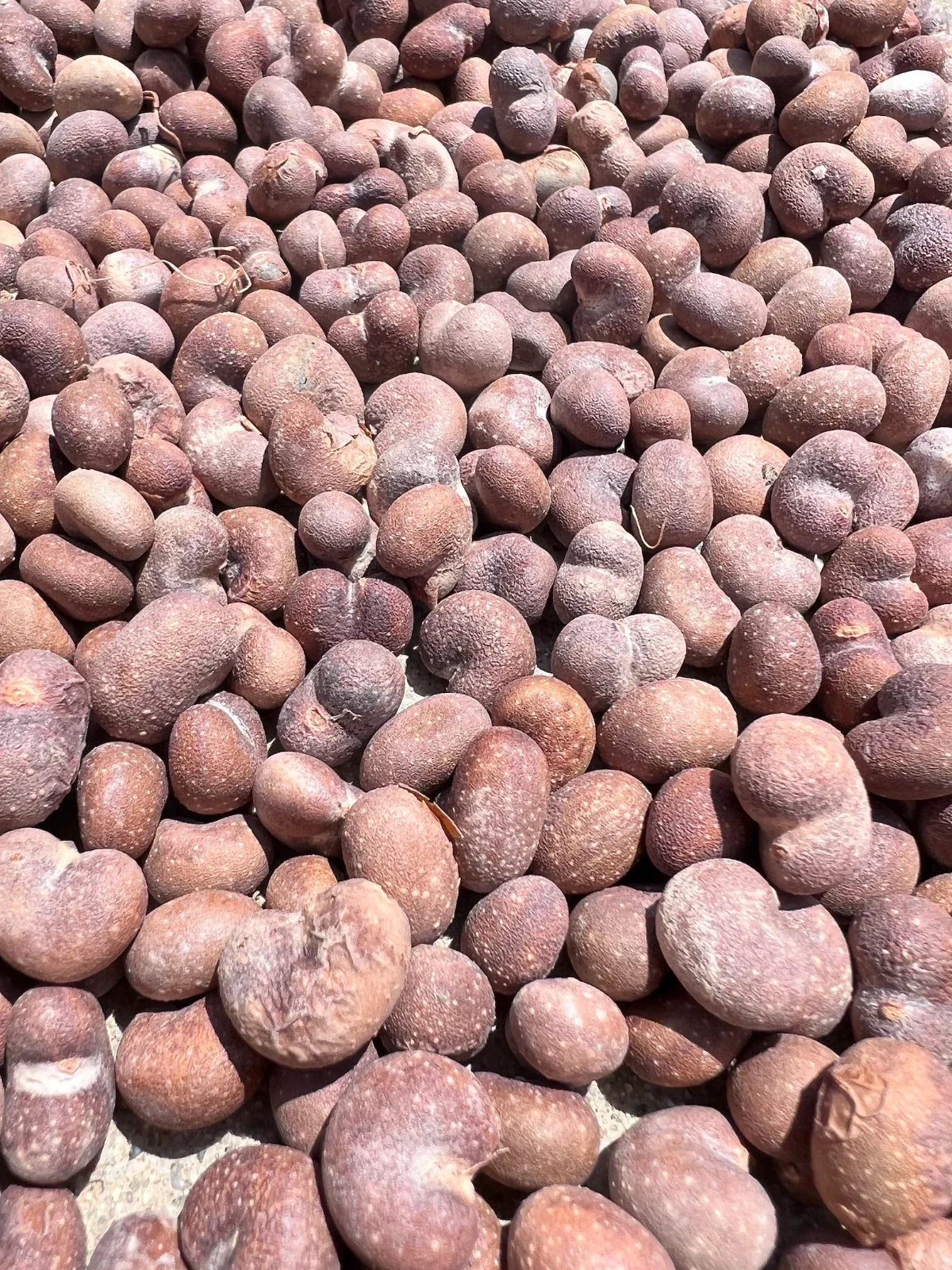 African Baobab Seeds - Adansonia Digitata - Drought-Tolerant Tree Seeds - Unique Ornamental Plant Seeds