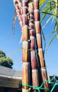 Rare Jamaican Variegated Sugarcane Live Rooted Plant - Striped Sugar Cane (Saccharum spontaneum) for Unique Gardens