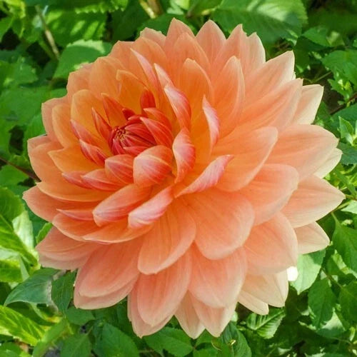 25 Rancho Dahlia Seeds | Perennial Flower Seeds | Colorful Blooms | Dahlia spp.