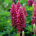 25 Gallery Red Lupine Seeds | Perennial Hardy Flower | Lupinus polyphyllus | US Seller