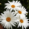 Alaska Shasta Daisy Wildflower Seeds - 1/4 Lb Mylar Seed Packet - Leucanthemum × superbum - Everwilde Farms