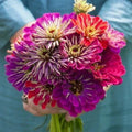 Zinnia Seeds Mix - 100+ Meteor Shower Variety - Ideal for Garden Planting - USA Grown