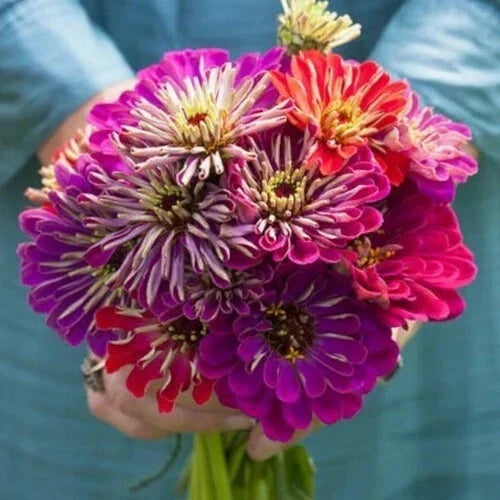Zinnia Seeds Mix - 100+ Meteor Shower Variety - Ideal for Garden Planting - USA Grown