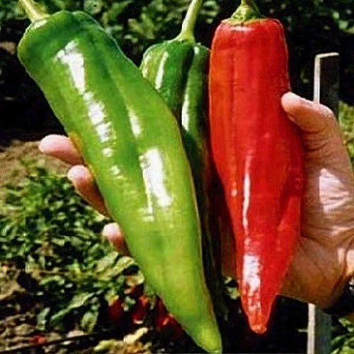 Big Jim Pepper Seeds - 100+ Heirloom, Organic, Non-GMO, Hot Pepper Seeds - Capsicum Annuum