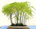 Honey Locust Seeds - Thornless Gleditsia triacanthos - Great Bonsai Tree - Fall Color