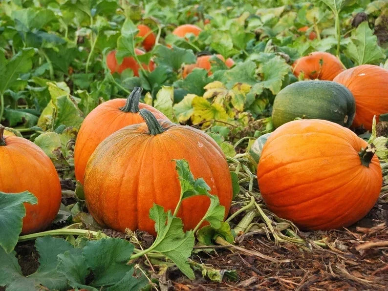 Jack O'Lantern Pumpkin Seeds - 10 Organic Seeds - USA Grown - Cucurbita pepo