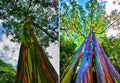 Rainbow Eucalyptus Starter Tree Seedling - Well Rooted Sapling Plant (Eucalyptus deglupta)