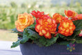 Tuberous Begonia Seeds - 25+ Pack - Garden Planting - USA Grown - Free Shipping! (Begonia tuberosa)
