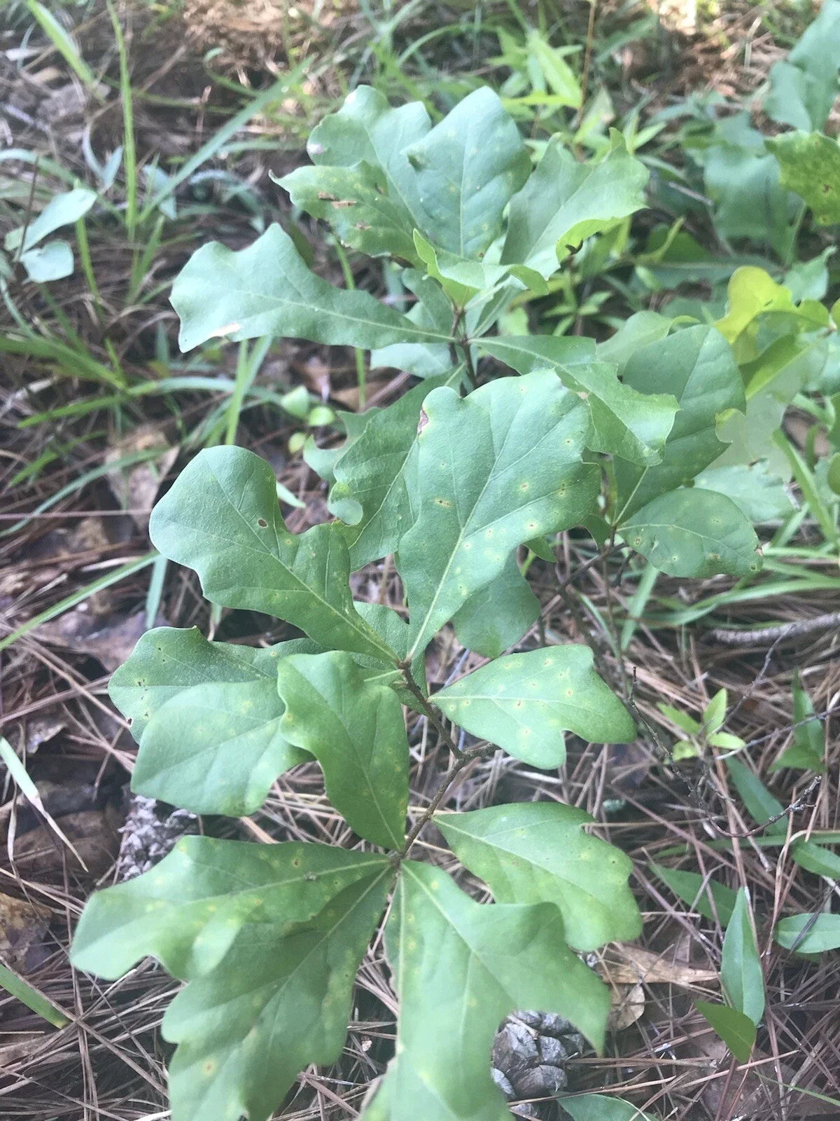 Live White Oak Shade Trees Seedlings 6-10 inches Quercus alba - 8 Plants for Landscaping and Reforestation