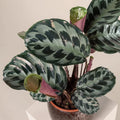 Calathea Seeds - 25+ Helen Kennedy Variety for Garden Planting - Free Shipping - USA