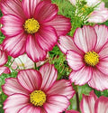 Cosmos Seeds - Candystripe - 100 Seeds - Colorful Flower Seeds for Garden (Cosmos bipinnatus)