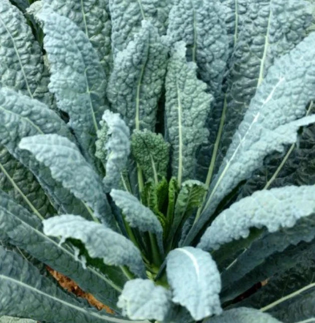 Lacinato Kale Seeds - 500 Non-GMO Heirloom Seeds for Salads - Dinosaur Kale Variety (30-Day Harvest)