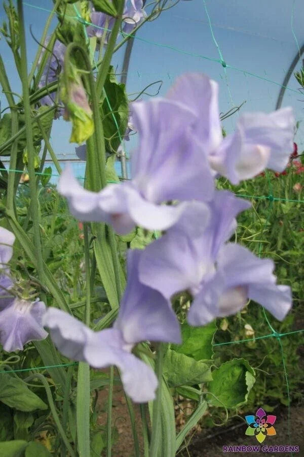 Chatsworth Sweet Pea Seeds - 50+ Pack for Garden Planting - Lathyrus odoratus - USA Grown - Free Shipping
