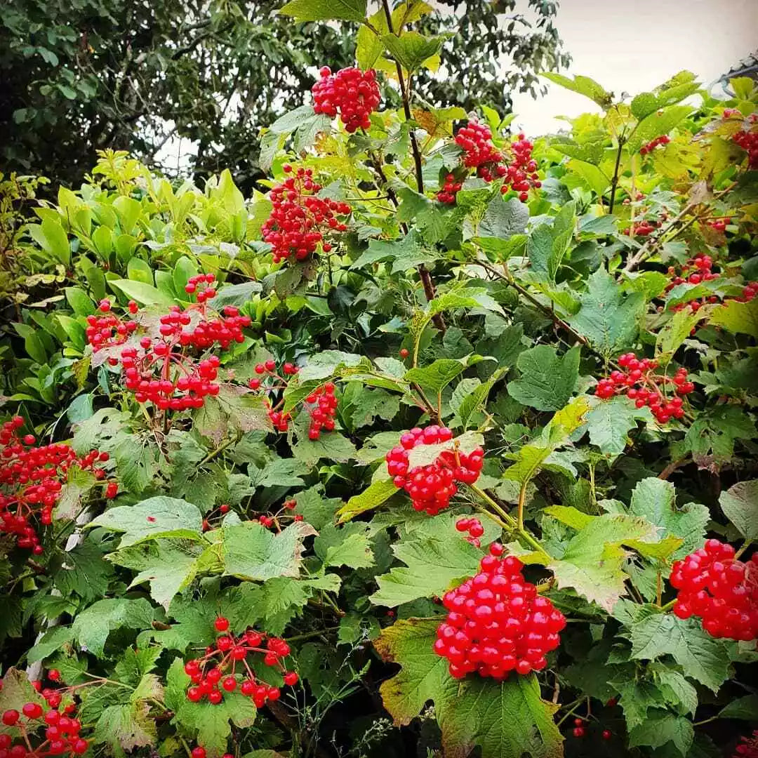15 Thin Cuttings Viburnum opulus Eastern Snowball Chervona Kalyna - Flowering Shrub Cuttings for Gardening