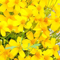 Mexican Tarragon Seeds | 100 Heirloom Seeds | Non-GMO | Tagetes lucida | Free Shipping