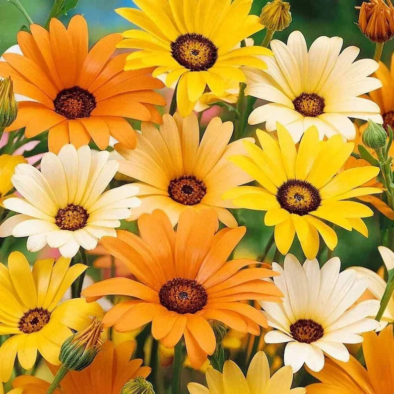 African Daisy Mix Seeds - 200 Organic Seeds - Free Shipping - USA Grown