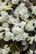 25+ Double Up White Begonia Seeds for Garden Planting - Begonia x tuberhybrida - USA Grown, Free Shipping Available