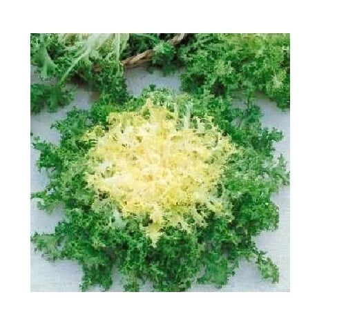 Green Curled Ruffle Endive Seeds 200-8000 Heirloom Tender Leaves for Salad, Cichorium endivia