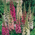Foxy Mix Foxglove Seeds | Non-GMO Flower Seeds | Digitalis purpurea | Garden Planting