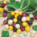 Halloween Mix Radish Seeds - 500+ Count for Garden Planting - USA Grown - Fast Germination, Organic Variety