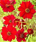Dwarf Coreopsis Seeds - 1,000+ Non-GMO Red Plains Variety - Perfect for Gardens (Coreopsis tinctoria)