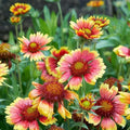 Blanket Flower Mix Seeds - 500 Bulk Non-GMO Annual & Perennial - Gaillardia spp.