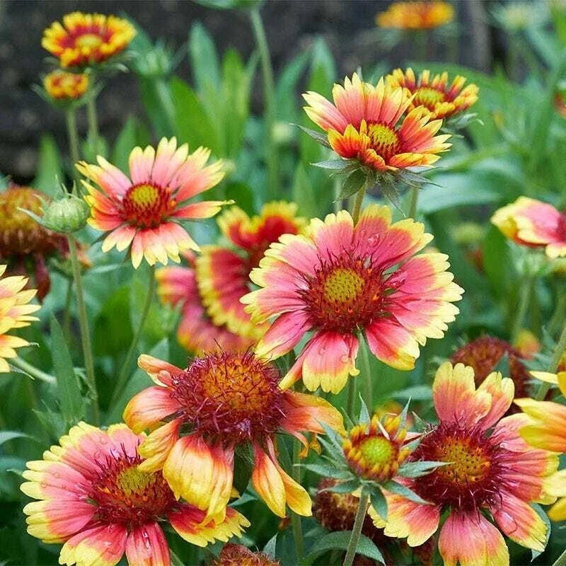 Blanket Flower Mix Seeds - 500 Bulk Non-GMO Annual & Perennial - Gaillardia spp.