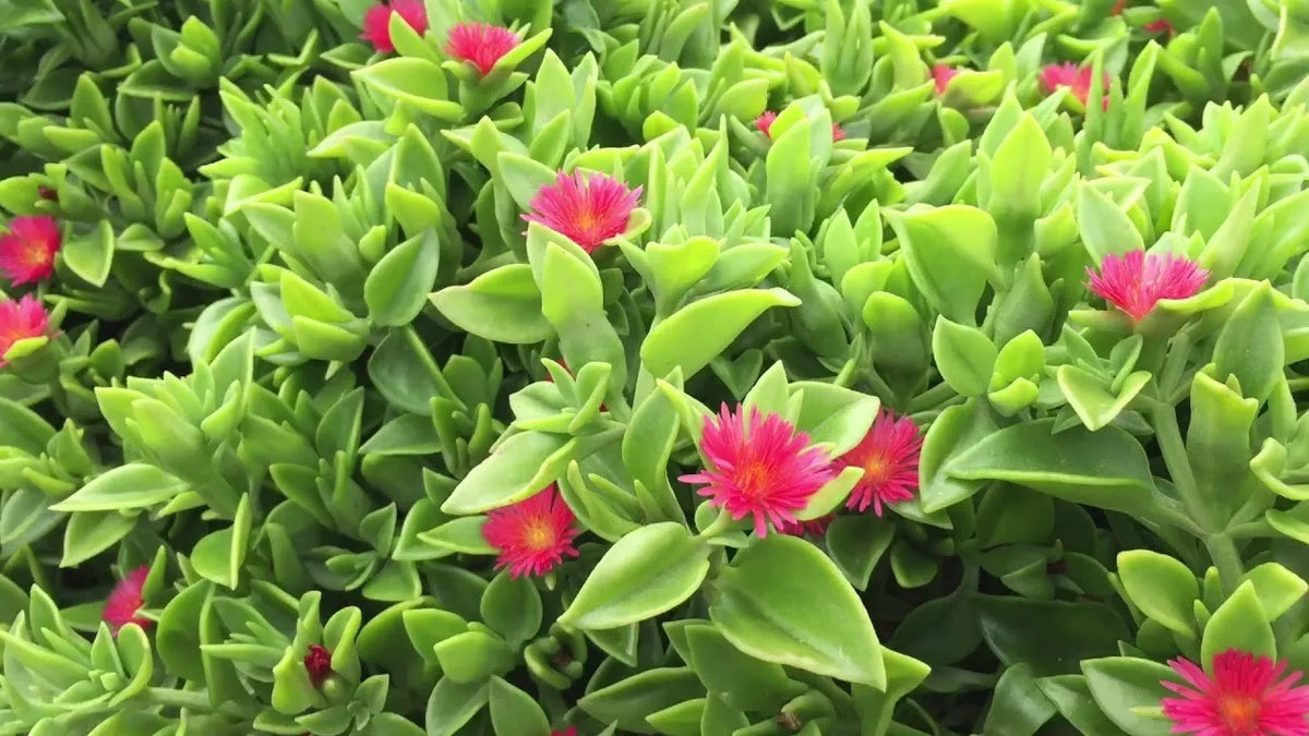 Aptenia Cordifolia Red Apple Sun Rose Cuttings - 30 pcs, 4" to 6" Length for Rooting