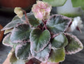 Mini African Violet Cuttings - 2 Fresh Unrooted Leaves - NL-KNYAGINYA Ol’ga - Perfect for Propagation and Plant Lovers