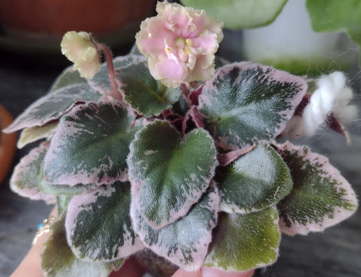 Mini African Violet Cuttings - 2 Fresh Unrooted Leaves - NL-KNYAGINYA Ol’ga - Perfect for Propagation and Plant Lovers