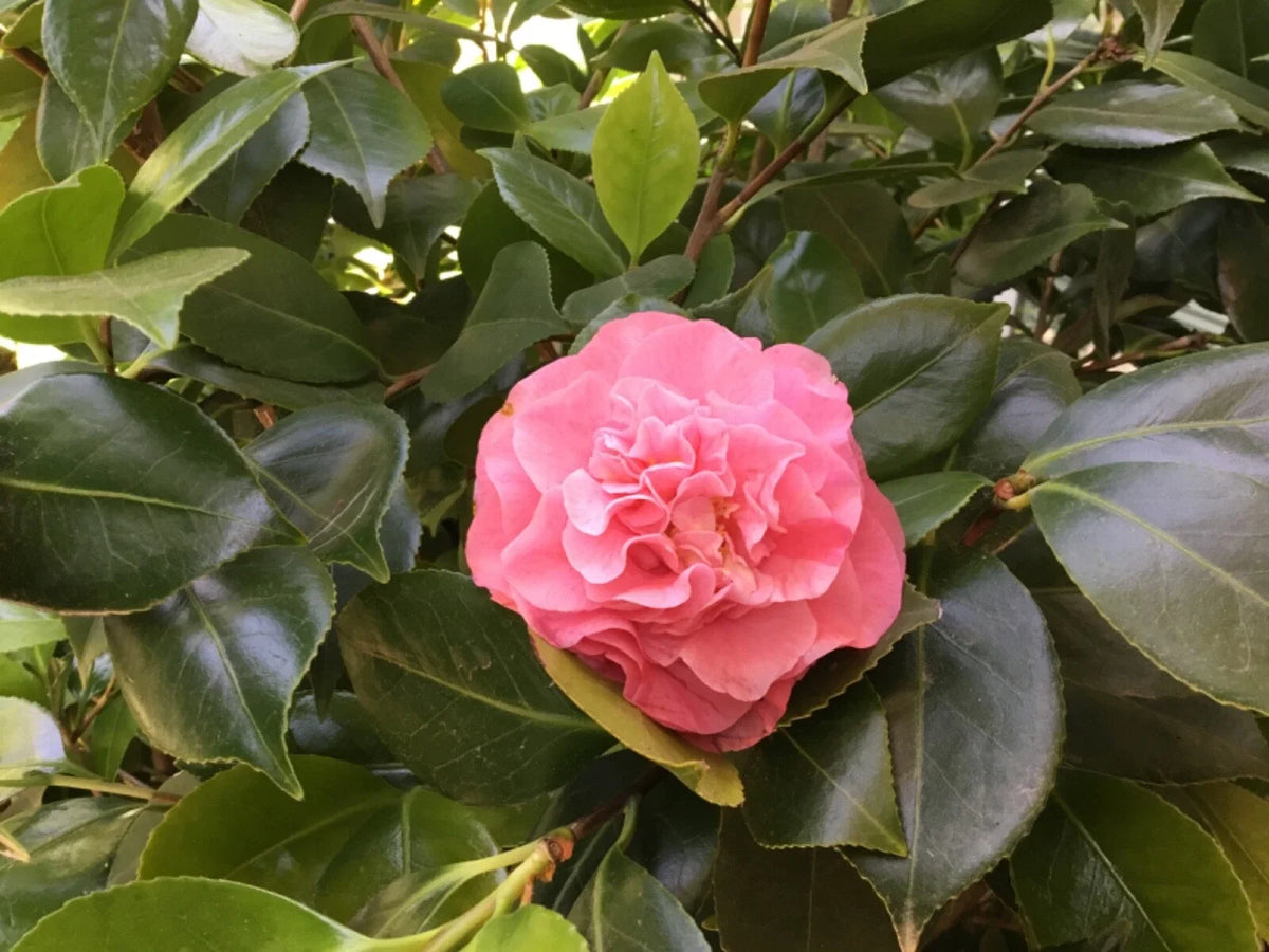 Camellia Cuttings, 10 Cuts, Rose Pink Ruffle Blooms, Camellia japonica, February to May Flowering
