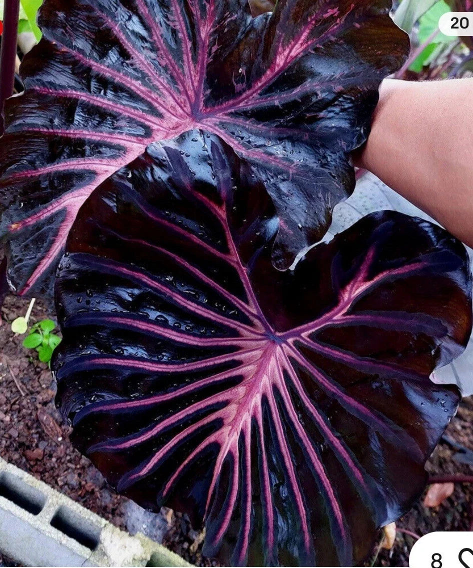 Black Lava Elephant Ear Plant - Small Rooted Starter - Colocasia esculenta - Tropical Houseplant