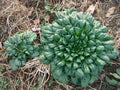 Tah Tsai Cabbage Seeds - Easy to Grow, Vitamin-Rich Variety for Soup & Meat Dishes (Brassica rapa subsp. pekinensis)