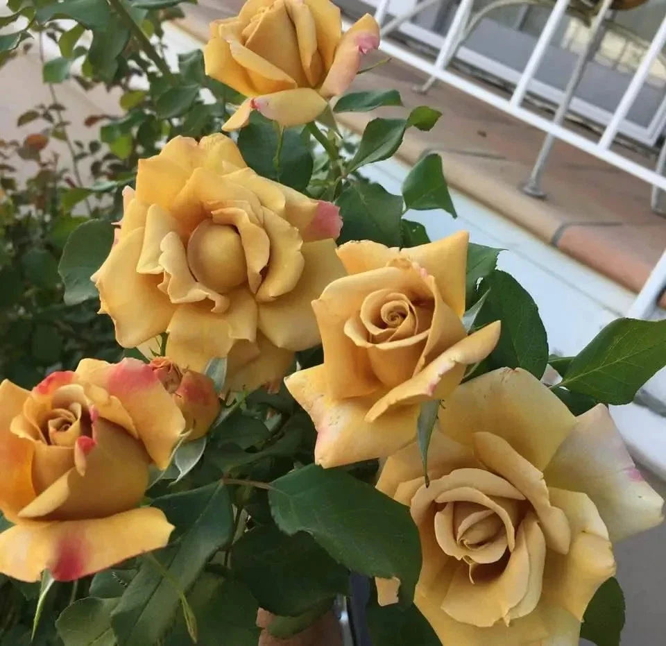 Foney Dijon Rose Cuttings (Unrooted) - 3 Scions for Rooting or Grafting