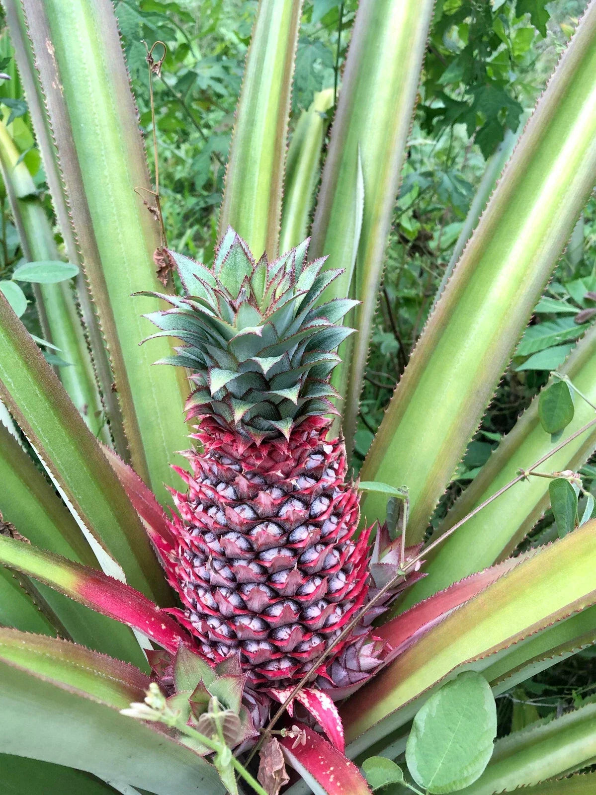 Red Spanish Pineapple Seeds - 15+ Pack for Garden Planting - Ananas comosus - USA Grown, Free Shipping