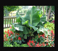 Musa Banana Plant Starter - Little Prince Variety - Small Rooted Plant - Tropical Indoor Houseplant