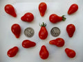 Red Pear Seeds - 50 Count - Pear Shaped Cherry - Prunus avium - Buy 3+ Varieties for 20% Off!