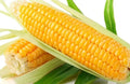 Sweet Golden Bantam Corn Seeds - Organic Heirloom - NON-GMO - 500+ Seeds - Zea mays