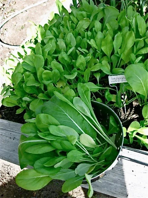 Komatsuna Japanese Green Seeds - EZ Grow, Mild & Tender Variety - Brassica rapa var. perviridis