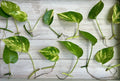 Single Leaf Pothos Cuttings - 20 Count - Good Roots - Epipremnum aureum