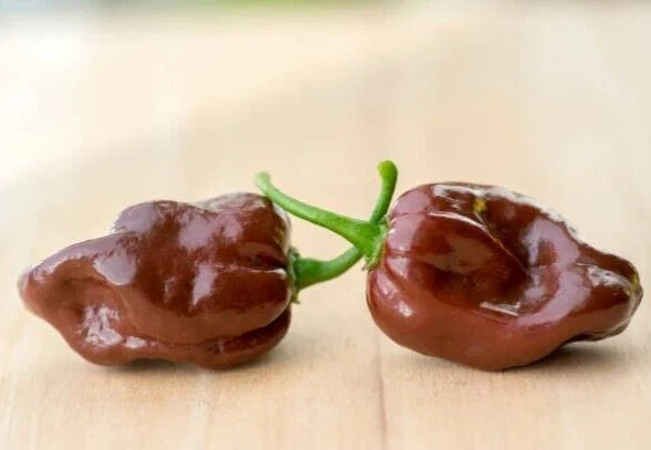Chocolate Habanero Pepper Seeds - 25 Super-Hot Caribbean Seeds - Capsicum chinense