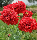Red Double Poppy Seeds - 200+ Count - Papaver rhoeas - Perfect for Garden Planting - USA Grown