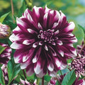 Dahlia Flower Seeds - 25 Perennial Concentrate Seeds - Colorful Blooms - Ideal for Gardens - 1105 US SELL