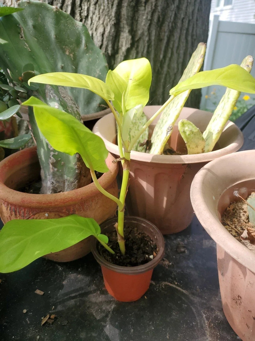 Live Large 10" Philodendron Thai Golden Goddess Plant - Rare Tropical Houseplant, Ideal for Home Décor, Indoor Gardening