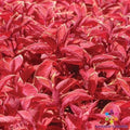 25+ Wizard Sunset Coleus Seeds for Garden Planting - Colorful Foliage - Ideal for Containers and Borders - Solenostemon scutellarioides