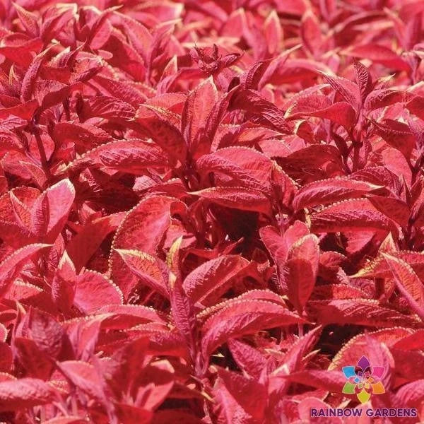 25+ Wizard Sunset Coleus Seeds for Garden Planting - Colorful Foliage - Ideal for Containers and Borders - Solenostemon scutellarioides